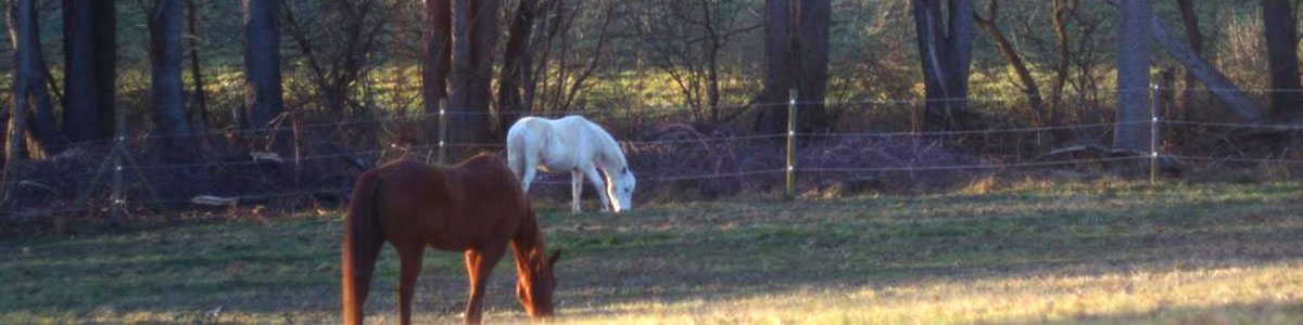 Horses grazing in pasture